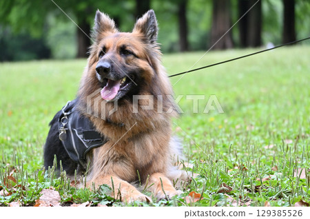 German Shepherd 129385526
