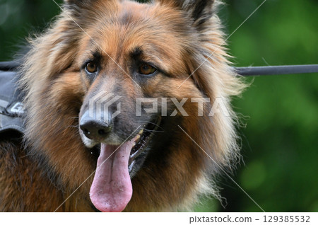 German Shepherd German Shepherd 129385532