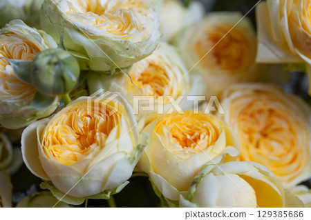 Beautiful yellow pion-shaped rose. Bouquet Shrub roses. Illuminating yellow. Beautiful yellow pion-shaped rose. Bouquet Shrub roses. Illuminating yellow. 129385686