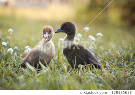 little ducklings in green grass in the rays of the setting sun 129385688