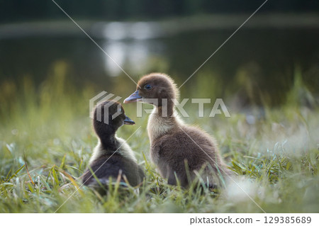 little ducklings in green grass in the rays of the setting sun little ducklings in green grass in the rays of the setting sun 129385689