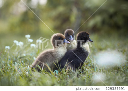 little ducklings in green grass in the rays of the setting sun 129385691
