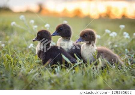 little ducklings in green grass in the rays of the setting sun little ducklings in green grass in the rays of the setting sun 129385692
