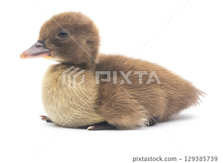 Cute little newborn fluffy duckling. One young duck isolated on a white background. Cute little newborn fluffy duckling. One young duck isolated on a white background. 129385739
