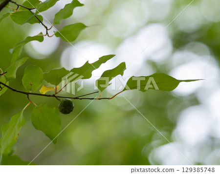Leaves and fruits of the elm tree in the summer forest 129385748
