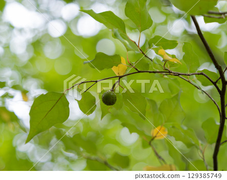 Leaves and fruits of the elm tree in the summer forest 129385749