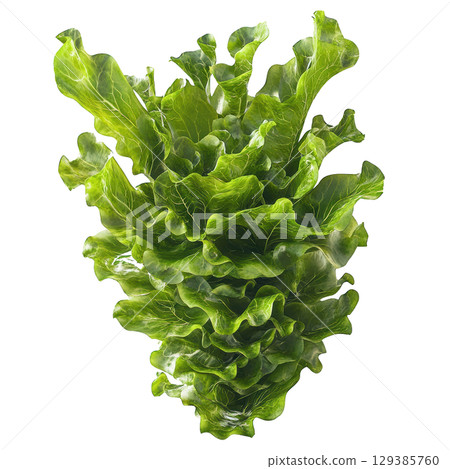 Fresh Green Lettuce with transparent background 129385760