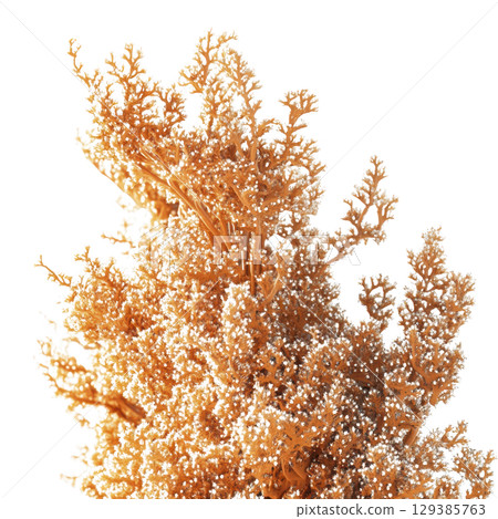 Close-up of a Beautiful Coral with transparent background 129385763