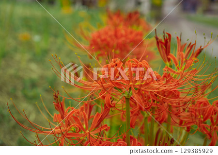 Green spider lilies 129385929