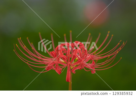 Green spider lilies 129385932