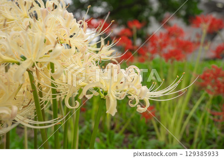Green spider lilies Green spider lilies 129385933