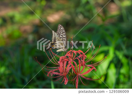 Higanki flower and swallowtail butterfly Higanki flower and swallowtail butterfly 129386009