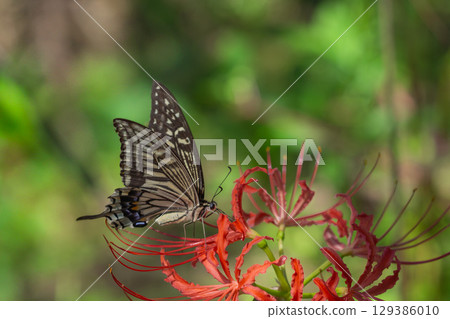 Higanki花和swallowtail蝴蝶 Higanki花和swallowtail蝴蝶 129386010