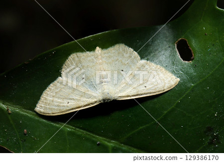 White background with beige stripes and tiny black spots. Pale-sable geometrid moth adult (outdoor field insect macro photography) White background with beige stripes and tiny black spots. Pale-sable geometrid moth adult (outdoor field insect macro photography) 129386170