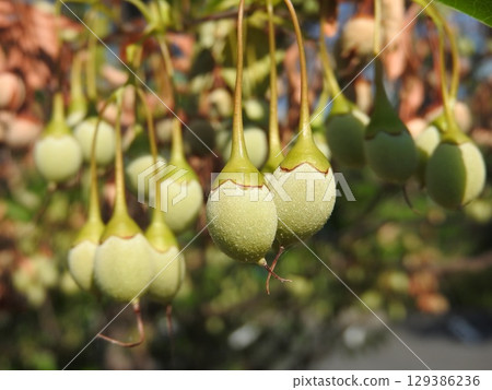 Immature fruit of the snowbell tree 129386236