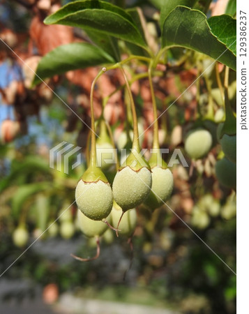 雪鈴樹的未成熟果實 129386237