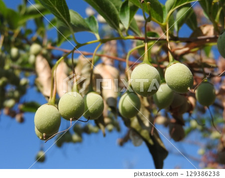 Immature fruit of the snowbell tree 129386238