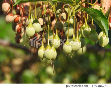Immature fruit of the snowbell tree 129386239