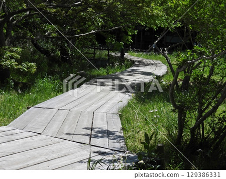 Moriya City Wild Bird Forest Promenade: A place where you can enjoy the blessings of nature 129386331