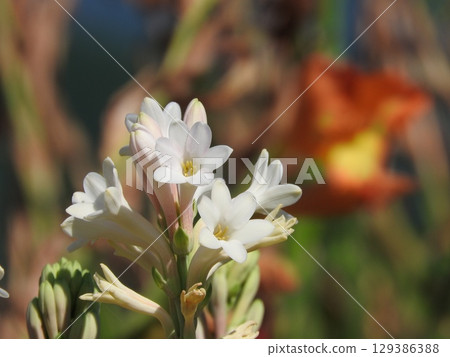 晚香玉花（也稱為 Gekkakou） 129386388