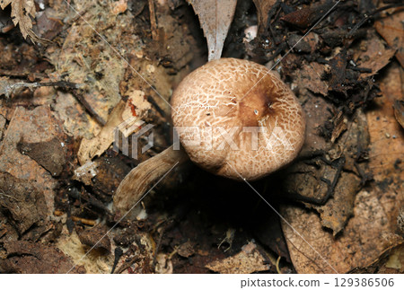 Beige and brown foxglove mushrooms growing on the ground in a wooded area - full side view (macro photography of the fungus kingdom in a natural environment) 129386506