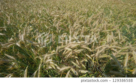 A Stunning and Beautiful Golden Wheat Field Bathed in Bright Sunlight on a Clear Day A Stunning and Beautiful Golden Wheat Field Bathed in Bright Sunlight on a Clear Day 129386588