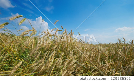 Golden Wheat Fields Stretching Under a Clear and Endless Blue Sky, Full of Beauty and Life 129386591