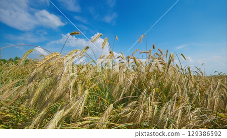 Lush Golden Wheat Fields Stretching Under Vast, Clear Blue Skies Filled with Bright Sunshine 129386592