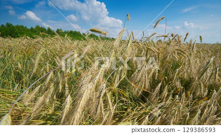 A Vast Golden Field of Wheat Stretching Beneath a Clear Blue Sky Full of Blissful Clouds 129386593