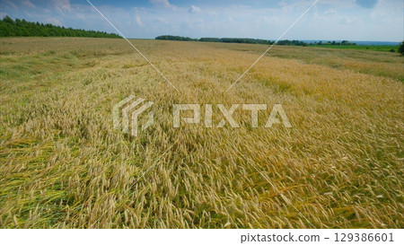 A vast, beautiful golden Wheat field stretches wide under a clear and inviting blue sky above 129386601