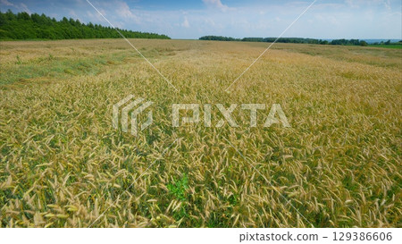 An Expansive Wheat Field Spreading Under a Clear and Bright Blue Sky on a Beautiful Sunny Day An Expansive Wheat Field Spreading Under a Clear and Bright Blue Sky on a Beautiful Sunny Day 129386606