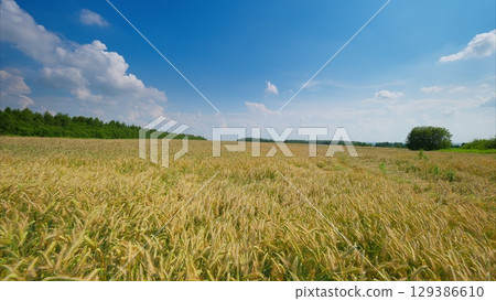 Golden Wheat Field Stretching Under a Brilliantly Bright Blue Sky Filled with Fluffy Clouds Golden Wheat Field Stretching Under a Brilliantly Bright Blue Sky Filled with Fluffy Clouds 129386610