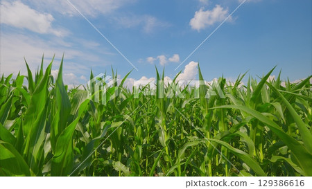A Vibrant Cornfield Flourishing Under a Bright Blue Sky in a Picturesque Rural Landscape A Vibrant Cornfield Flourishing Under a Bright Blue Sky in a Picturesque Rural Landscape 129386616