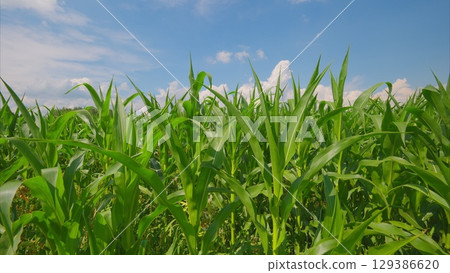 A Lush, Vibrant Green Cornfield Stretching Beautifully Under the Bright Blue Sky A Lush, Vibrant Green Cornfield Stretching Beautifully Under the Bright Blue Sky 129386620