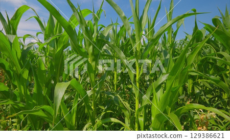 A Lush Green Cornfield Thriving under a Beautiful Clear Blue Sky on a Wonderful Sunny Day A Lush Green Cornfield Thriving under a Beautiful Clear Blue Sky on a Wonderful Sunny Day 129386621
