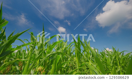 A Beautiful and Vibrant Green Cornfield, Stretching Out Wonderfully Under a Clear Blue Sky Above 129386629
