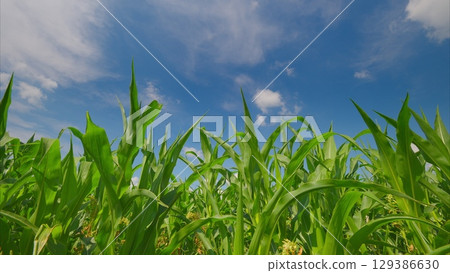 A Lush and Vibrant Green Cornfield Sprawling Under a Bright Blue Sky Filled with Clouds 129386630