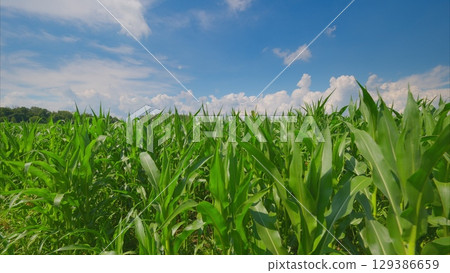 A Lush Green Cornfield Spread Out Under a Clear Blue Sky with a Sense of Peacefulness 129386659