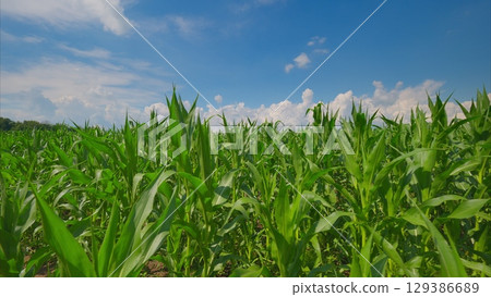 A Beautiful and Lush Cornfield That is Surrounded by a Vast and Clear Blue Sky Above 129386689