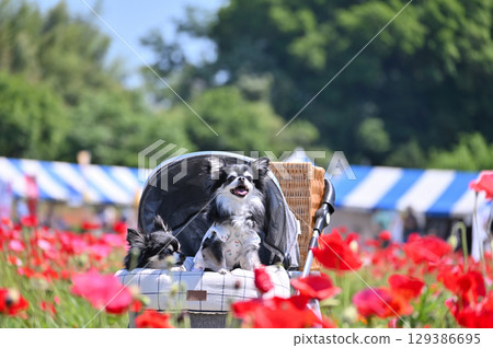 Long-haired Chihuahua walking in a poppy field in full bloom Long-haired Chihuahua walking in a poppy field in full bloom 129386695