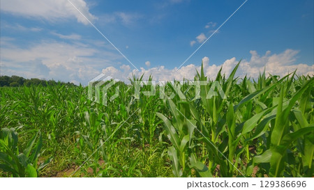 A Beautiful and Lush Cornfield Spreading Out Under a Clear and Expansive Blue Sky Above A Beautiful and Lush Cornfield Spreading Out Under a Clear and Expansive Blue Sky Above 129386696