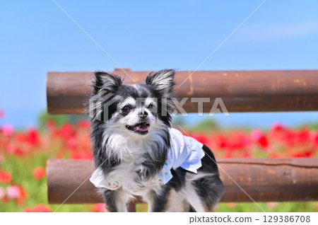 Long-haired Chihuahua walking in a poppy field in full bloom Long-haired Chihuahua walking in a poppy field in full bloom 129386708