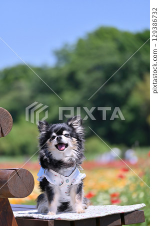 Long-haired Chihuahua walking in a poppy field in full bloom Long-haired Chihuahua walking in a poppy field in full bloom 129386732