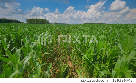 A vibrant, lush cornfield stretches out under a bright blue sky filled with fluffy clouds A vibrant, lush cornfield stretches out under a bright blue sky filled with fluffy clouds 129386745
