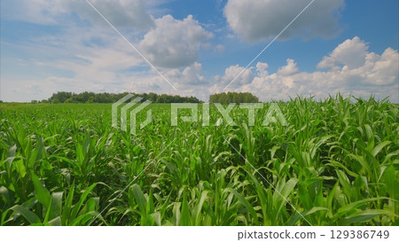 A stunning image of a lush cornfield under a vibrant sky with various shades of blue A stunning image of a lush cornfield under a vibrant sky with various shades of blue 129386749