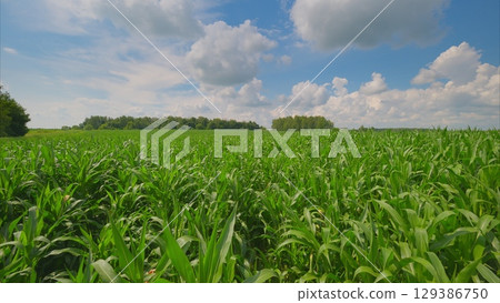 A Lush, Vibrant Green Cornfield under a Beautiful Blue Sky, Perfect for Agriculture A Lush, Vibrant Green Cornfield under a Beautiful Blue Sky, Perfect for Agriculture 129386750
