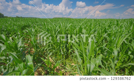 A Lush Green Cornfield Thriving Beautifully Beneath a Clear and Bright Blue Sky Above 129386762