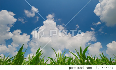 Lush, Verdant Green Corn Grass Sprawling Under a Bright Blue Sky with Fluffy, White Clouds 129386825
