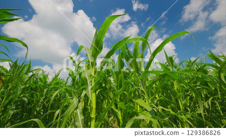 A Lush Cornfield Flourishing Under a Bright Blue Sky in the Heart of Nature and Agriculture 129386826