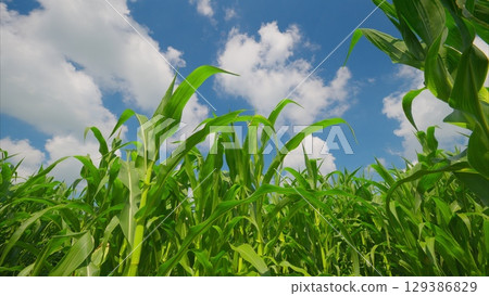 A Beautiful Lush Cornfield Set Under a Vivid Blue Sky Filled with Fluffy White Clouds A Beautiful Lush Cornfield Set Under a Vivid Blue Sky Filled with Fluffy White Clouds 129386829